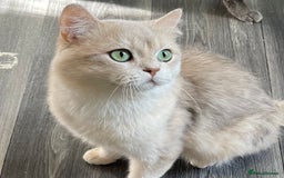 British Shorthair cats for sale: Active Blue Golden Tipped British Shorthair MARCUS - Image 1