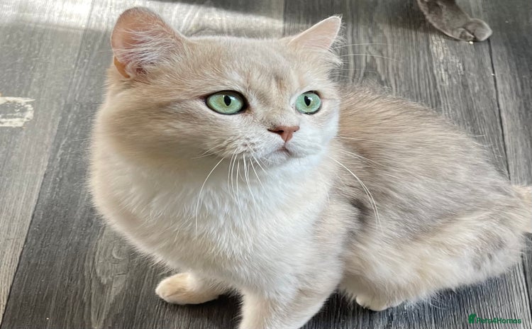 British Shorthair cats - Advert 2