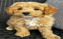 Maltipoo dogs for sale: Gorgeous apricot maltipoo - Image 10