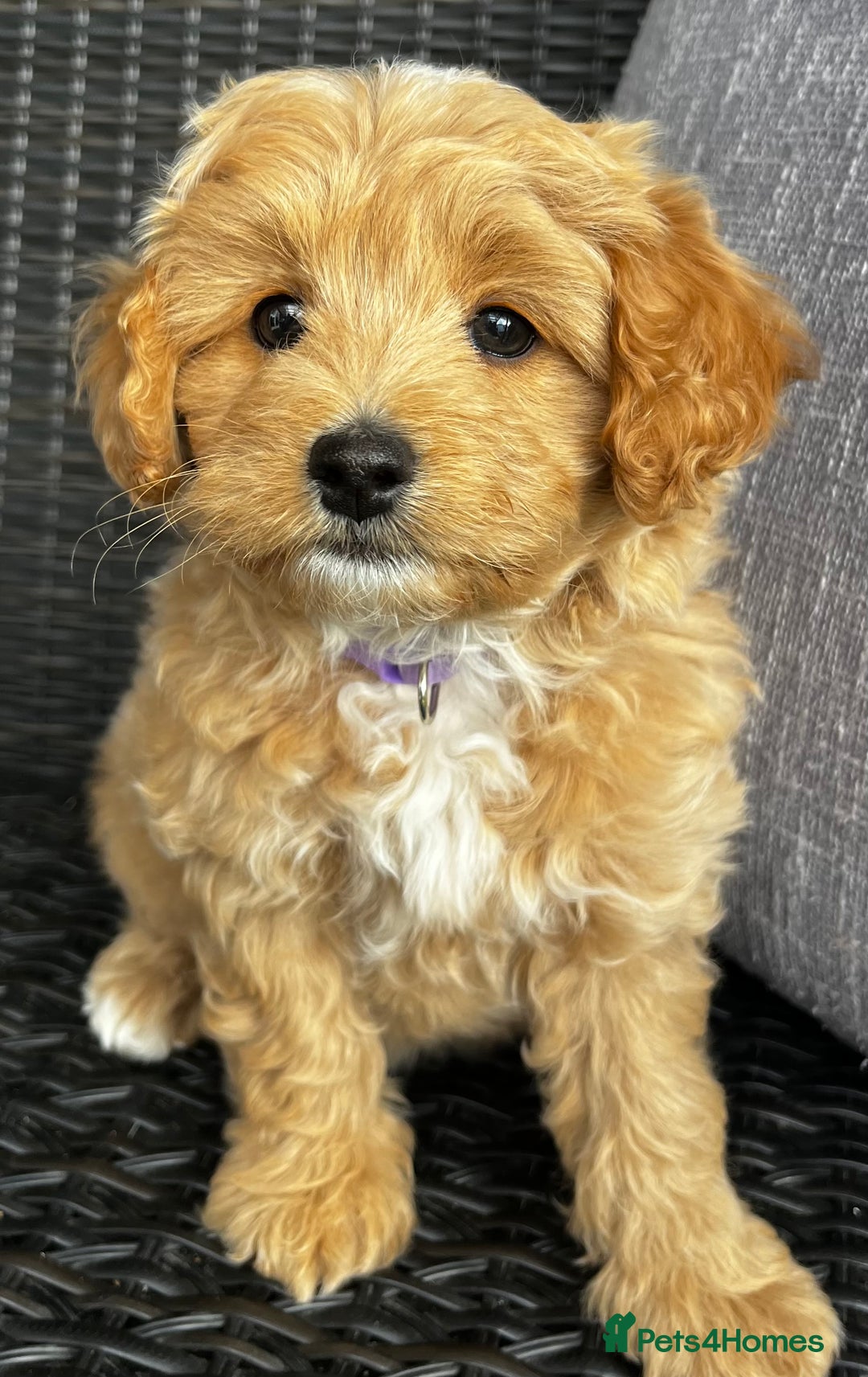 Maltipoo dogs for sale: Gorgeous apricot maltipoo - Image 10