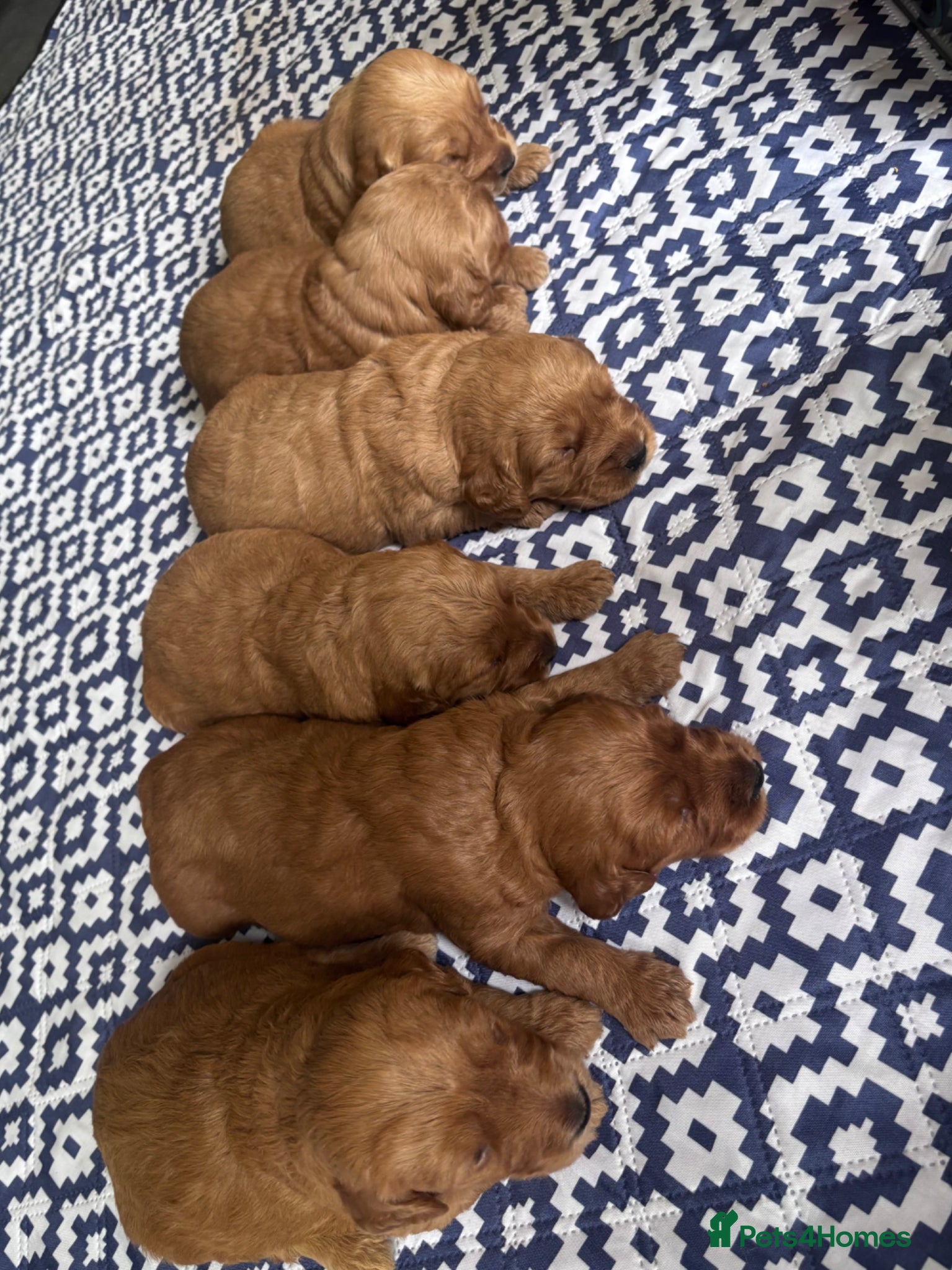 Mini Goldendoodle dogs for sale: F1 Medium sized Goldendoodles  - Advert 3