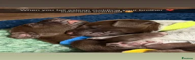 German Shorthaired Pointer 3 -  blue collar 