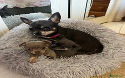 Chihuahua dogs for sale: Chihuahua - Image 7