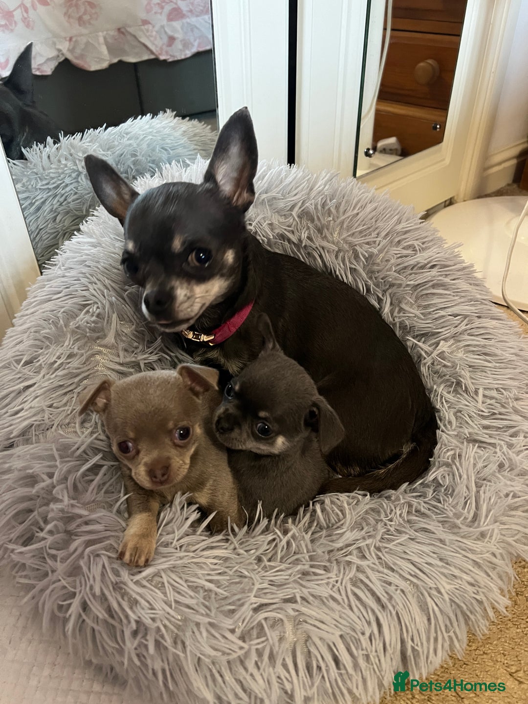 Chihuahua dogs for sale: Chihuahua - Image 7
