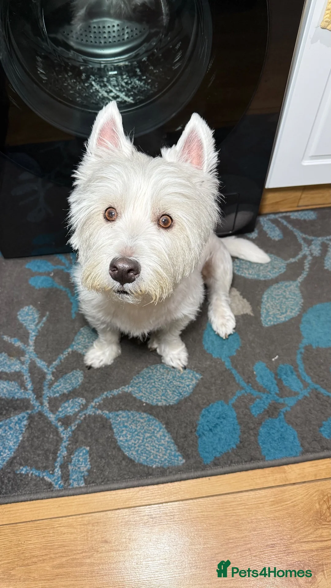 West Highland Terrier dogs for stud: KC Registered West Highland White Terrier *STUD* - Advert 2