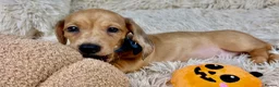 Dachshund dogs for sale: HIGH QUALITY MINIATURE DACHSHUND PUPPIES - Advert 38