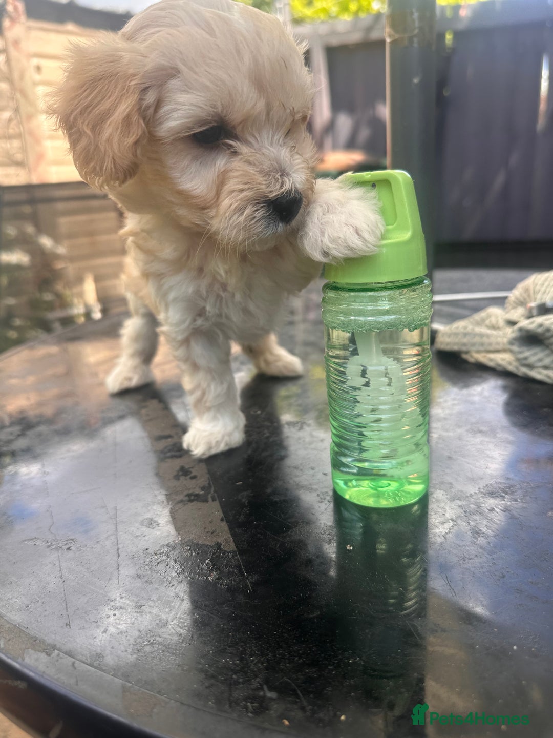 Maltipoo dogs for sale: Toy f1 maltipoos health tested champagne coloured  - Image 6