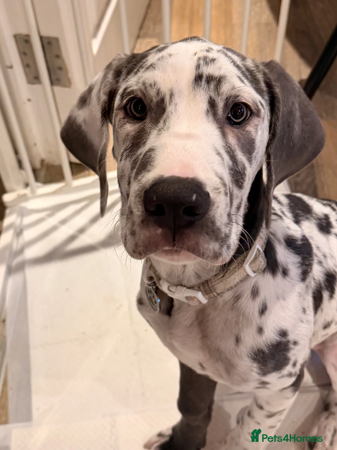 Great Dane dogs for sale: Stunning 16 week old blue harlequin female - Advert 3