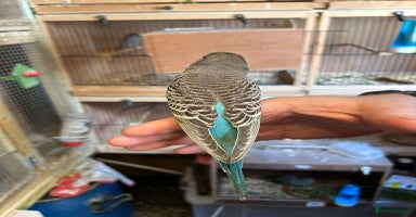 Budgerigars birds - Advert 11