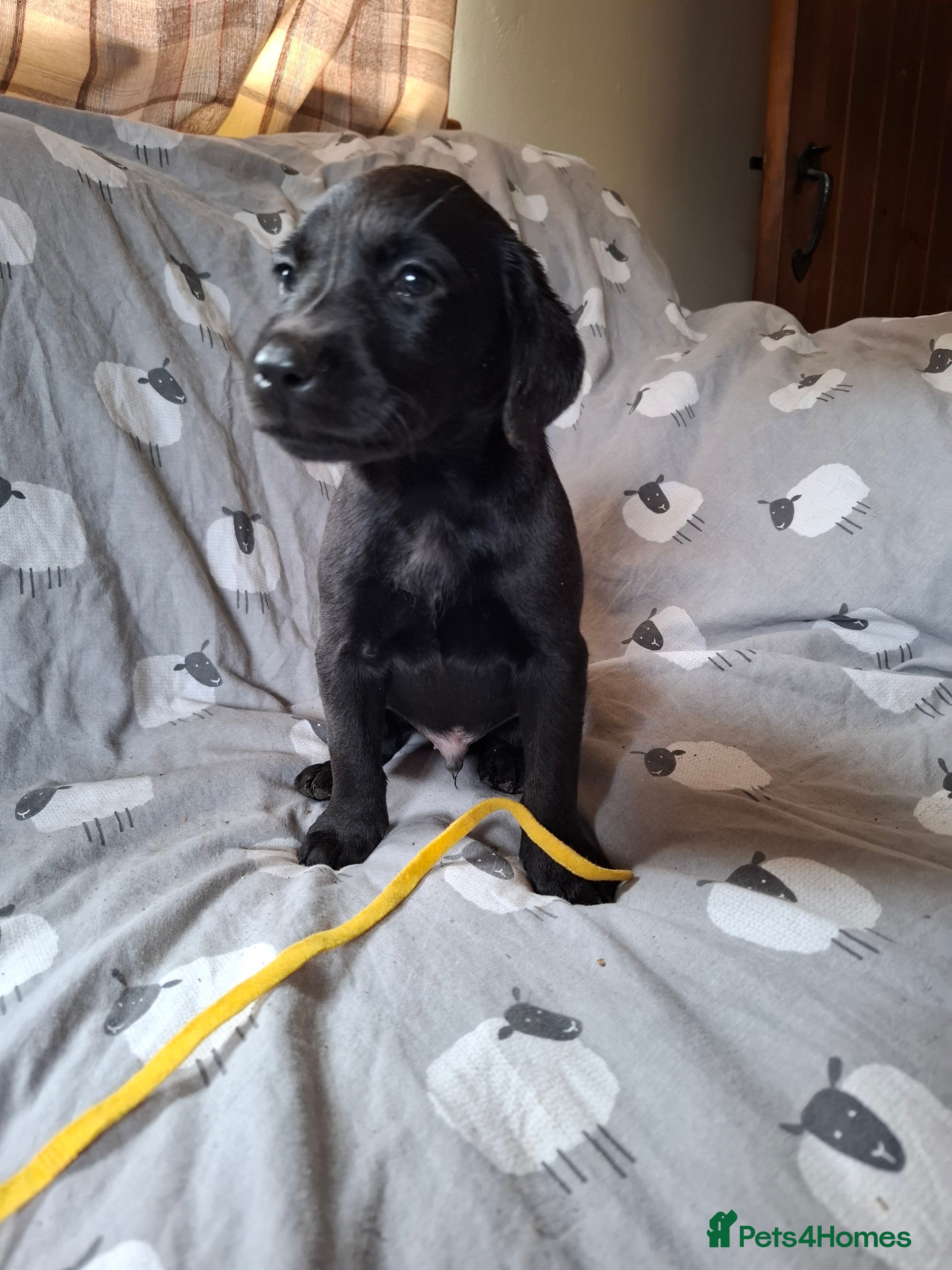 Labrador Retriever dogs LABRADOR PUPPIES FOR SALE  - Advert 13