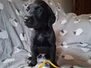 Labrador Retriever dogs LABRADOR PUPPIES FOR SALE - Advert 13