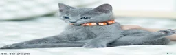 Russian Blue cats for sale: Adorable Russian Blue Kittens. - Advert 17