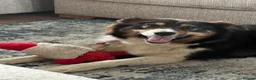 Border Collie dogs for sale: 💜Lavender 💜 beautiful collie pup 🐶  - Advert 7