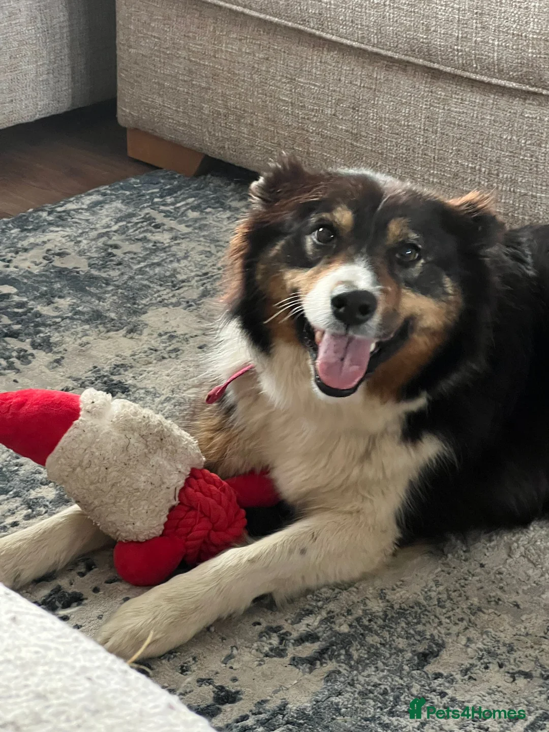 Border Collie dogs for sale: 💜Lavender 💜 beautiful collie pup 🐶  - Advert 7