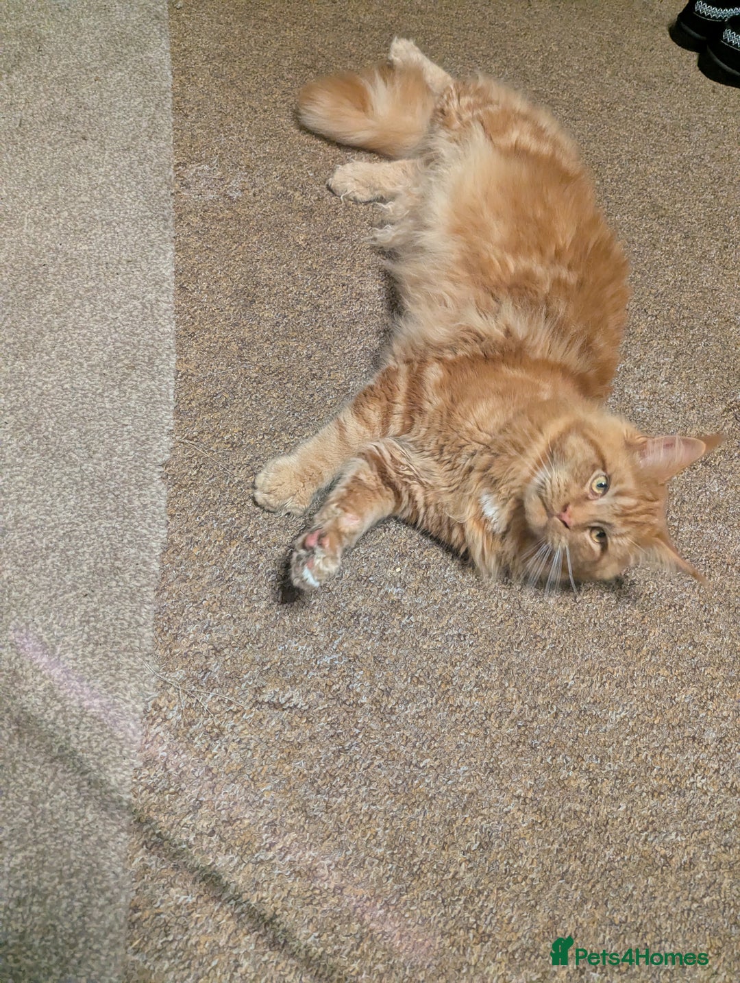 Maine Coon cats for sale: Maine coon  - Advert 7