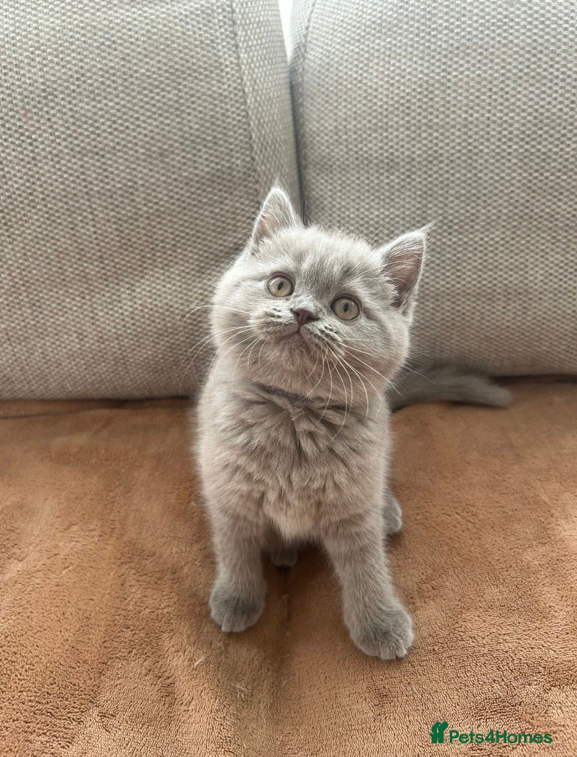 British Shorthair cats Beautiful British shorthair kittens  - Advert 6