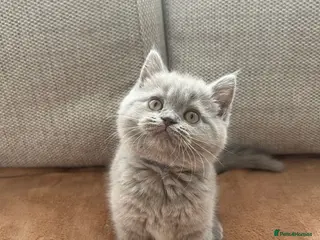 British Shorthair cats Beautiful British shorthair kittens - Advert 6
