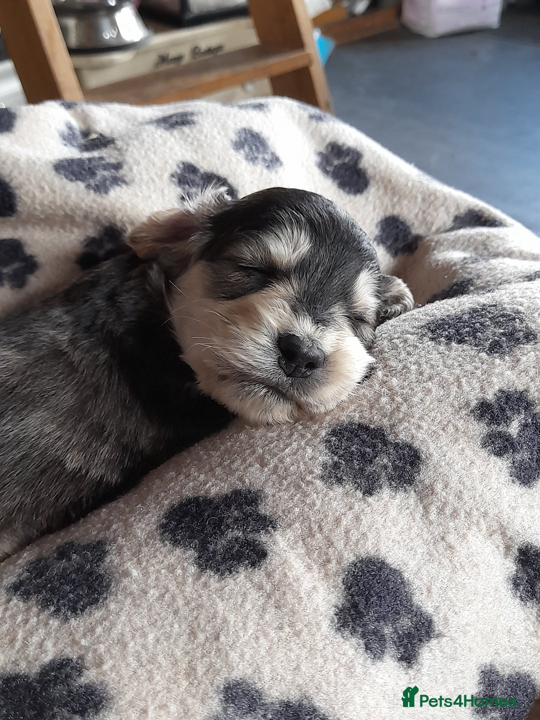 Cockapoo dogs for stud: Silver Phantom Parti Cockapoo for Stud - Advert 22