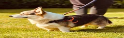 Welsh Corgi Pembroke dogs for sale: KC Tri boy ready now, from health tested parents - Advert 11