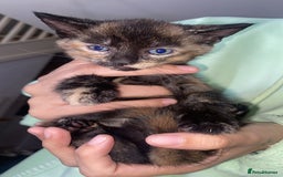 Mixed Breed cats for sale: Mixed kitten  - Image 3