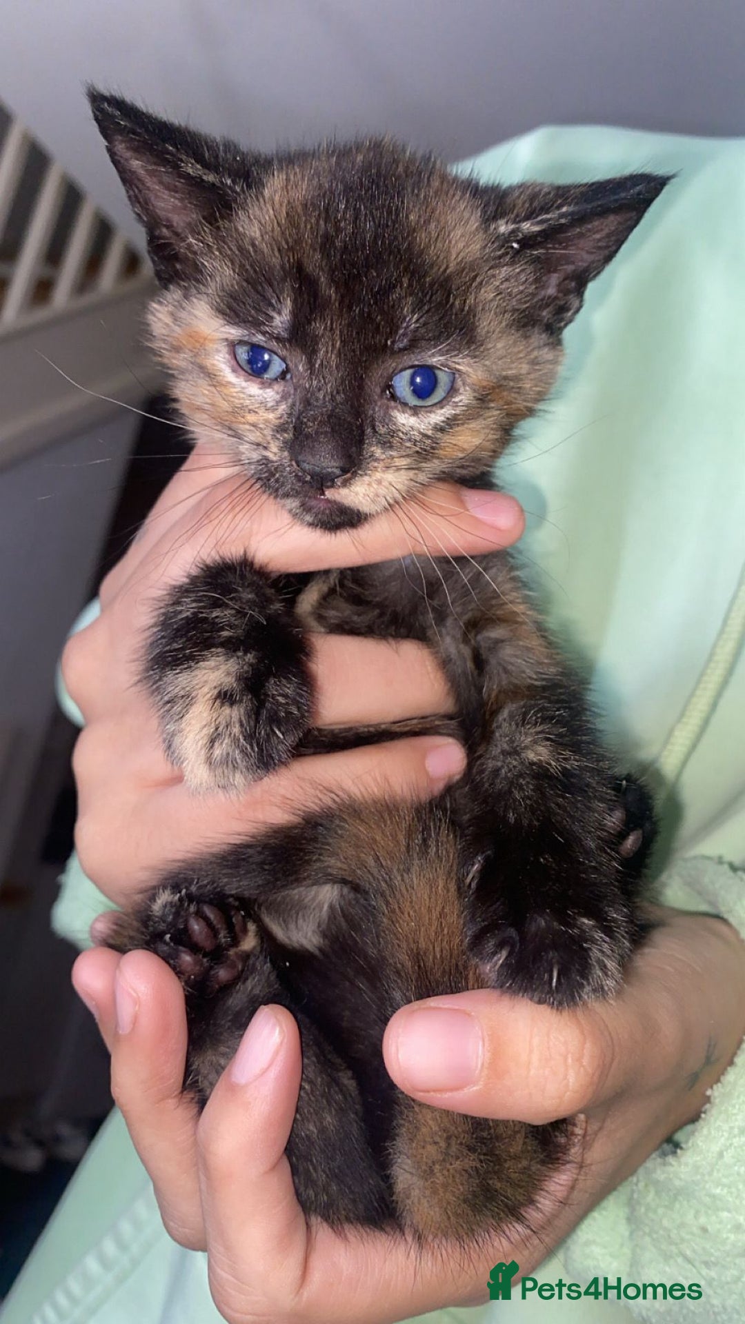 Mixed Breed cats for sale: Mixed kitten  - Image 3