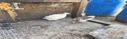 Quail poultry for sale: Japanese quail X4 males in Wigan - Advert 2