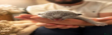 Russian Blue 1