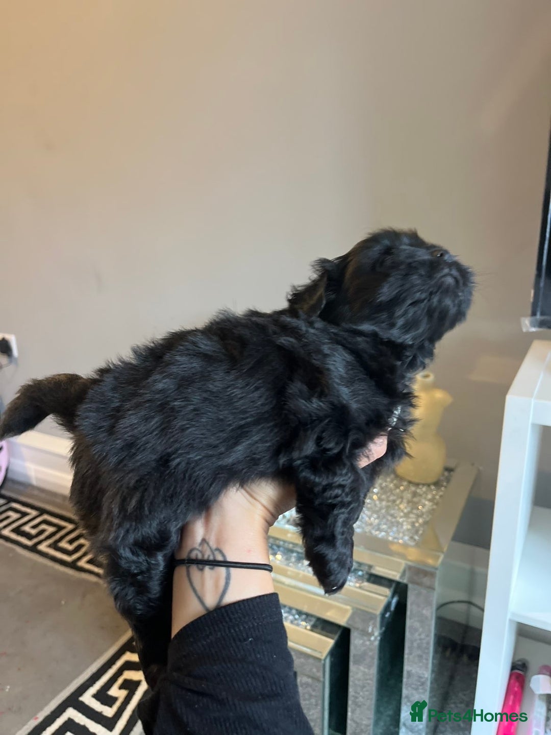 Shih Tzu dogs for sale: Bear 🐻  - Image 14