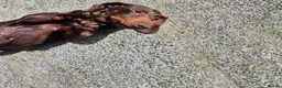 Miniature Dachshund dogs for sale: ADULT MINIATURE DACHSHUND FEMALE - Advert 3