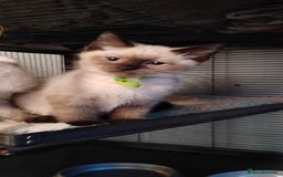 Ragdoll cats for sale: 3/4 ragdoll kittens - Image 3
