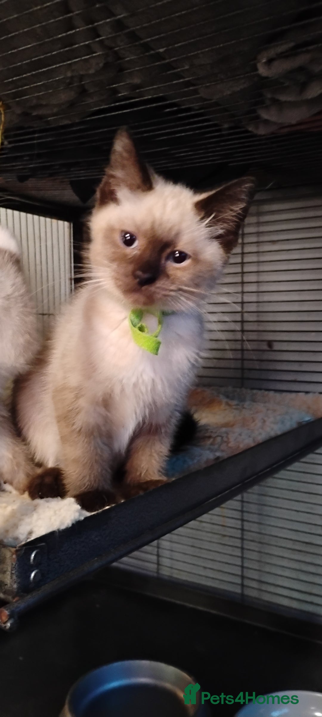 Ragdoll cats for sale: 3/4 ragdoll kittens - Image 3