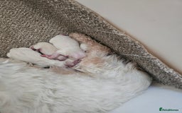 Maltipoo dogs for sale: F1 dna tested maltipoos - Image 12