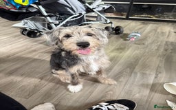 Jackapoo dogs for sale: 6 month old jackapoo - Image 1