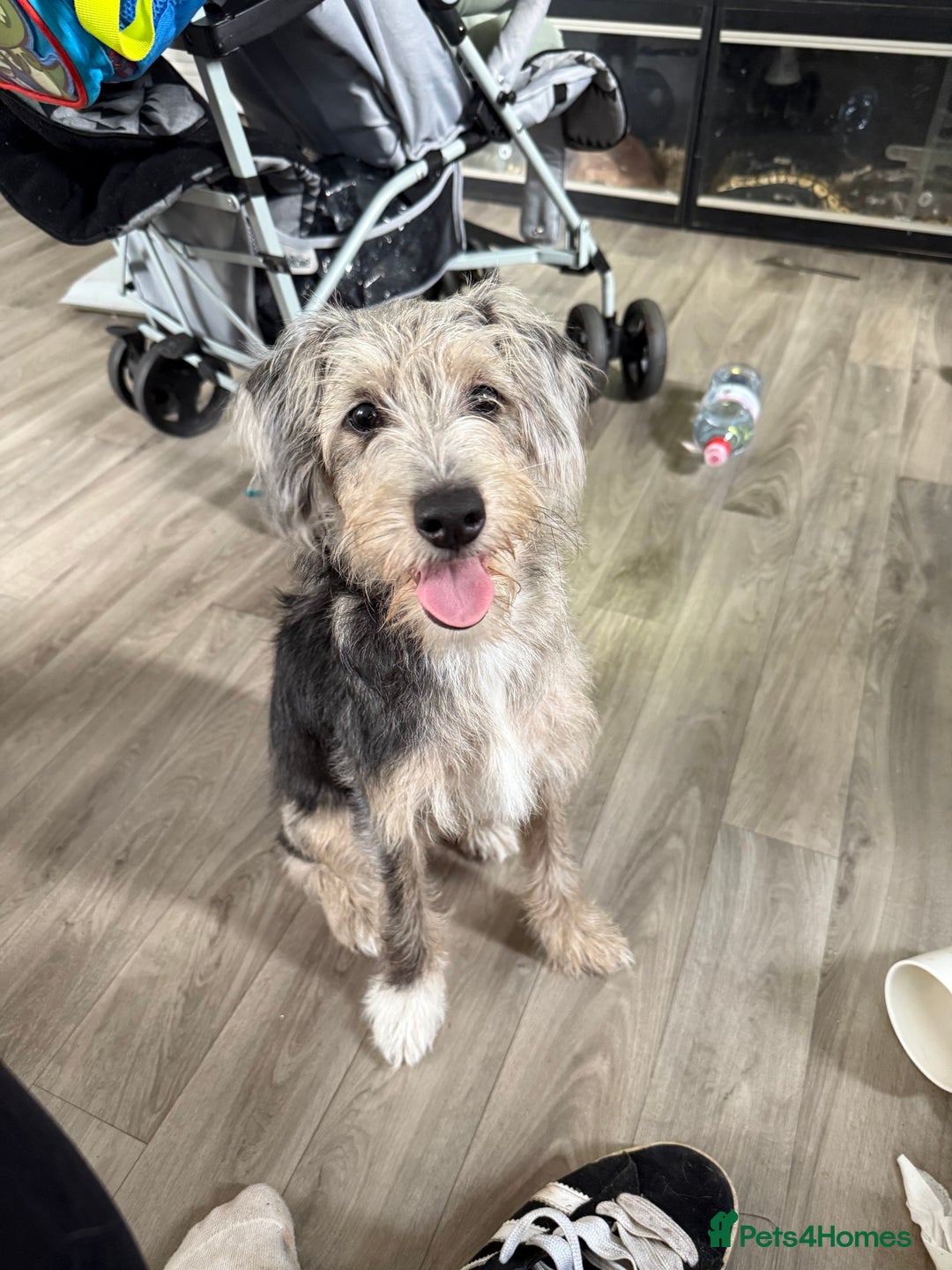 Jackapoo dogs for sale: 6 month old jackapoo - Image 1