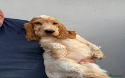 Cocker Spaniel dogs for sale: Fabulous Cocker Spaniel Pupies - Image 24