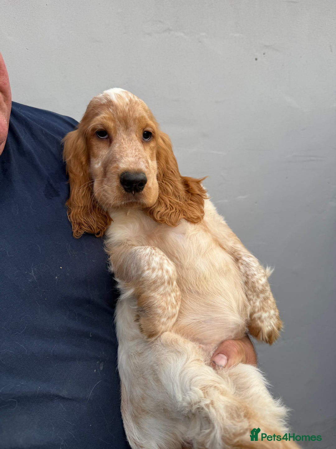 Cocker Spaniel dogs for sale: Fabulous Cocker Spaniel Pupies - Image 24