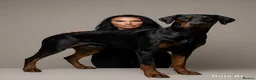 Dobermann dogs for stud: Diablo for stud - Advert 6