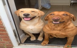 Labrador Retriever dogs for sale: 2 Labrador puppies for sale  - Image 5