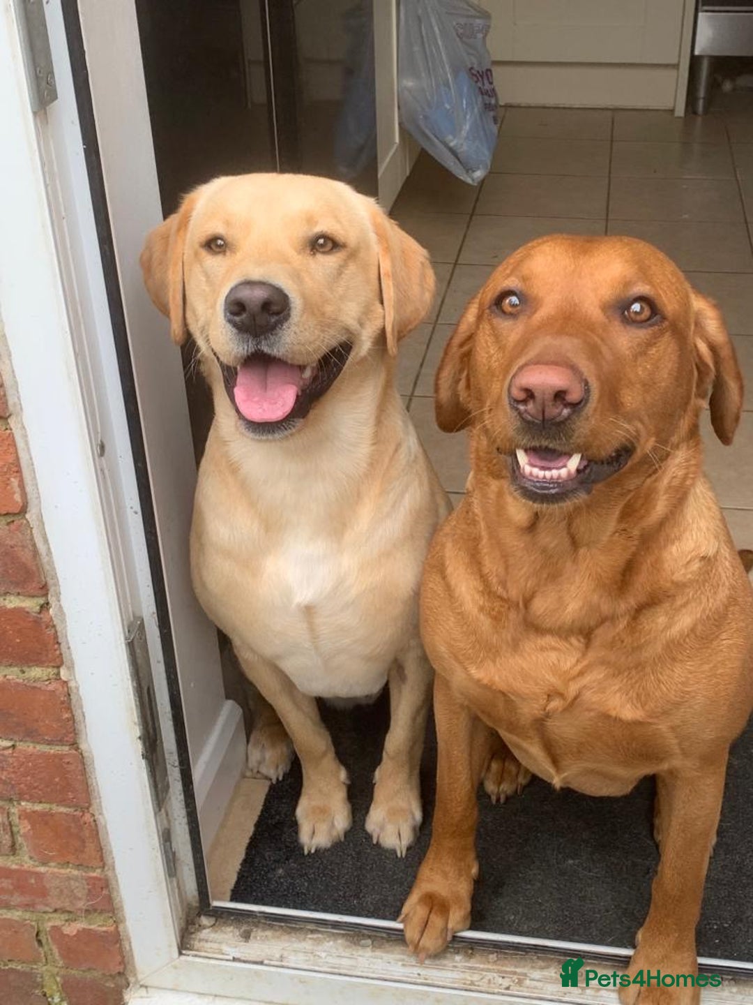 Labrador Retriever dogs for sale: 2 Labrador puppies for sale  - Image 5