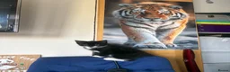 Mixed Breed cats for sale: Kittens  - Advert 13
