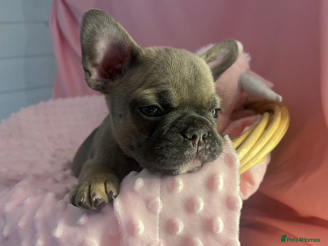 French Bulldog dogs for sale: French buldogs - Image 12
