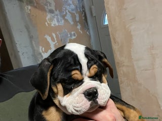 English Bulldog dogs English bulldog pup - Advert 3