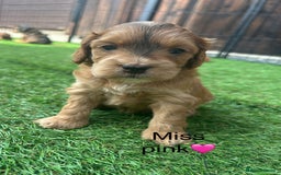 Cockapoo dogs for sale: F1 COCKAPOO PUPPIES 5🌟 LICENSED BREEDER  - Image 10