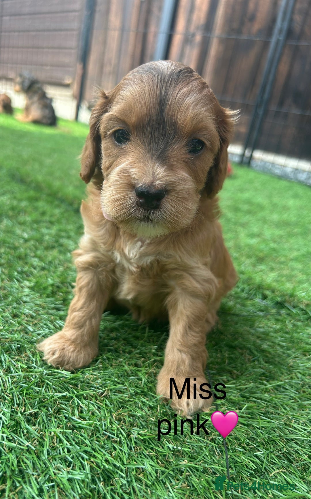 Cockapoo dogs for sale: F1 COCKAPOO PUPPIES 5🌟 LICENSED BREEDER  - Image 10