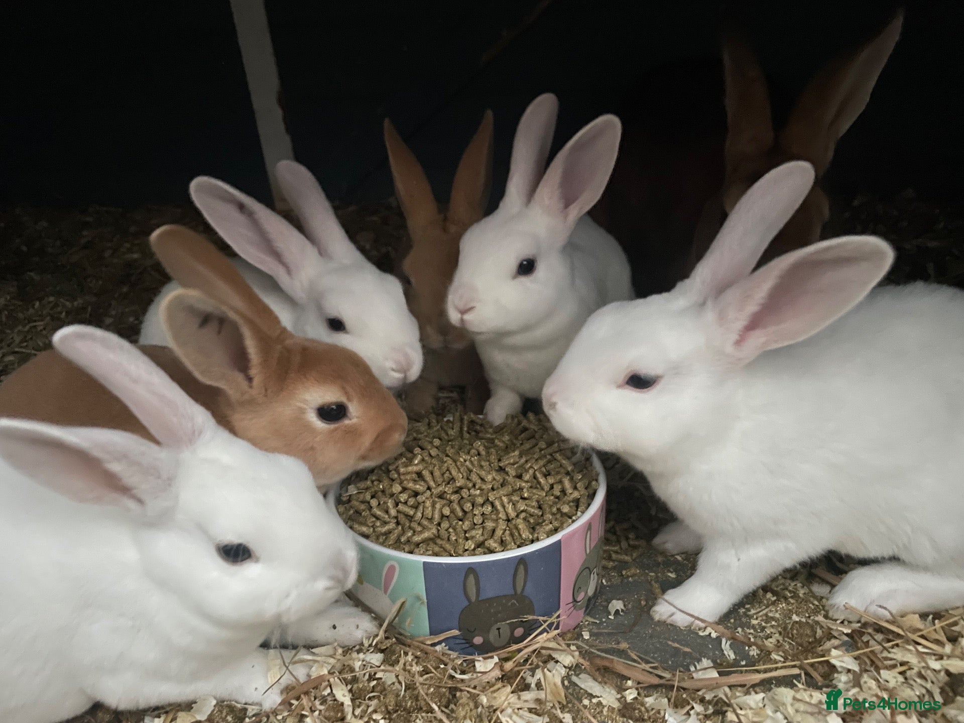 Rex rabbits for sale: 🐰 8 week old Pure bred mini Rex 🐰  - Advert 4