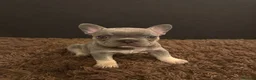 French Bulldog dogs for sale: adorable frenchies available  - Advert 2