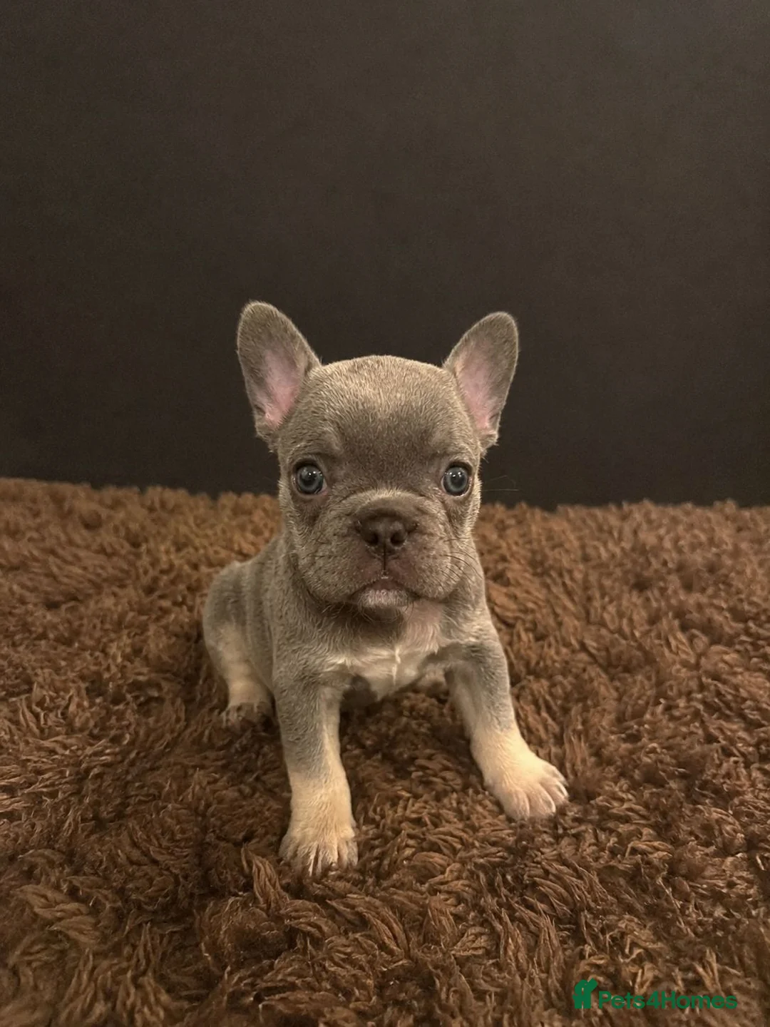 French Bulldog dogs for sale: adorable frenchies available  - Advert 2