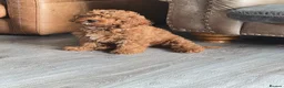 Cavapoo dogs for sale: Adorable Red F1B Cavapoo Puppies - Advert 5