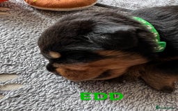 Rottweiler dogs for sale: Family bred and loved Rottweiller puppies - Image 14