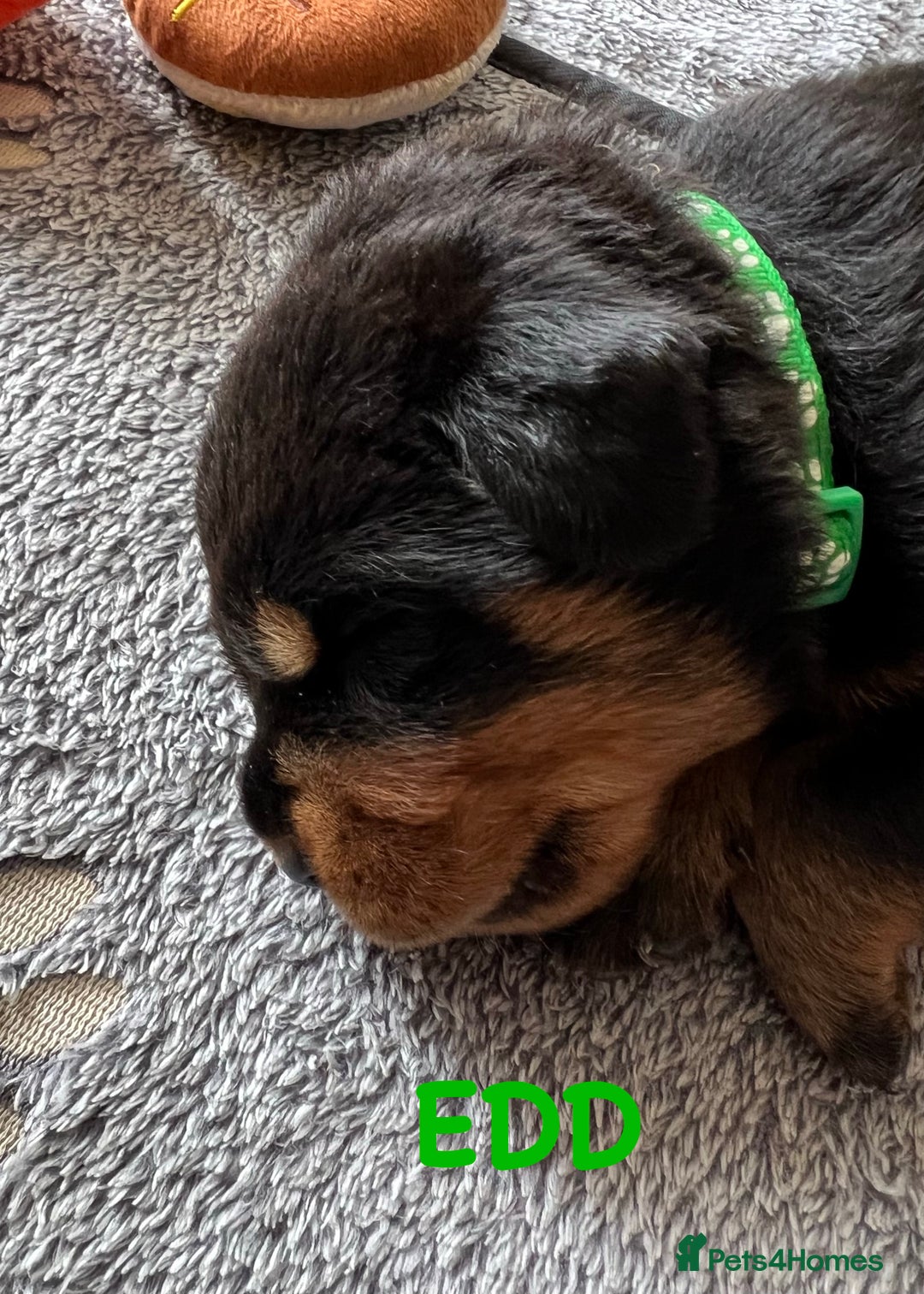 Rottweiler dogs for sale: Family bred and loved Rottweiller puppies - Image 14